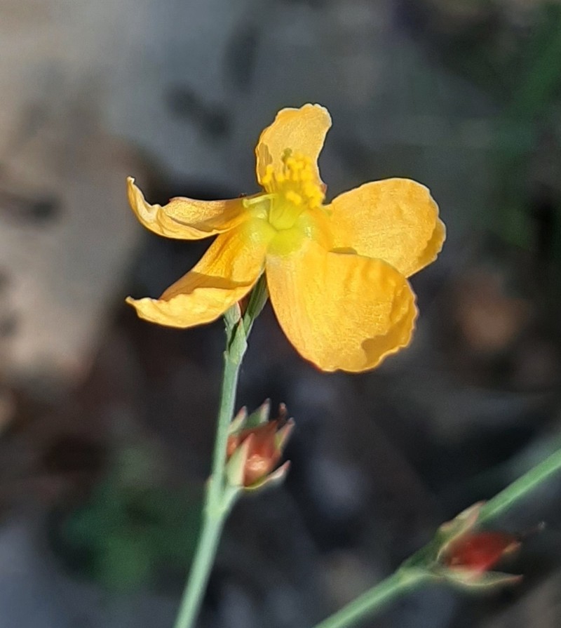 Hypericum moranense
