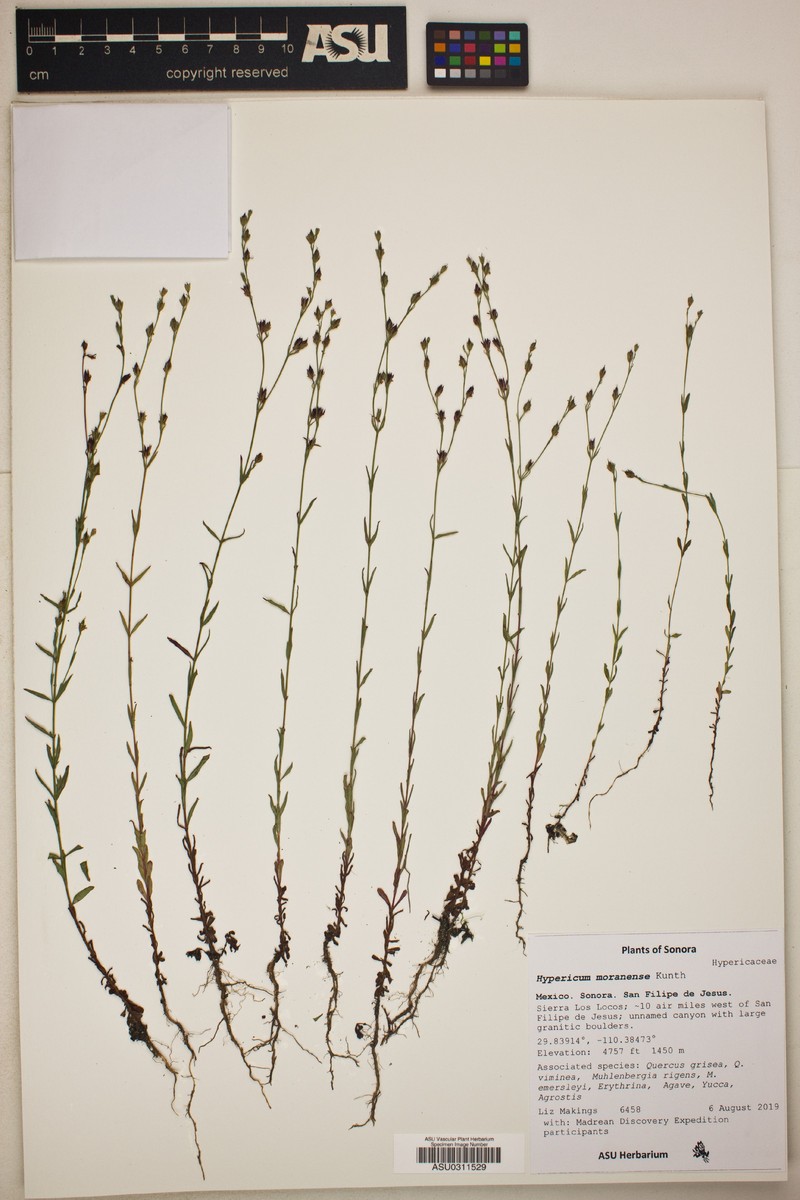 Hypericum moranense photo 2
