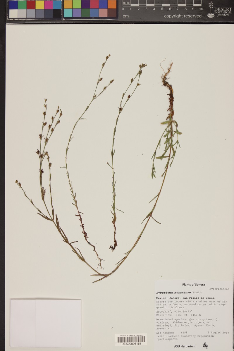 Hypericum moranense photo 3