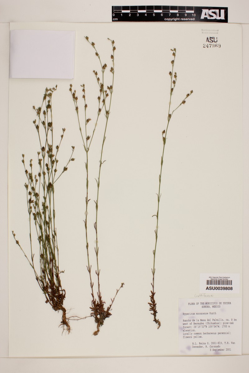 Hypericum moranense photo 4