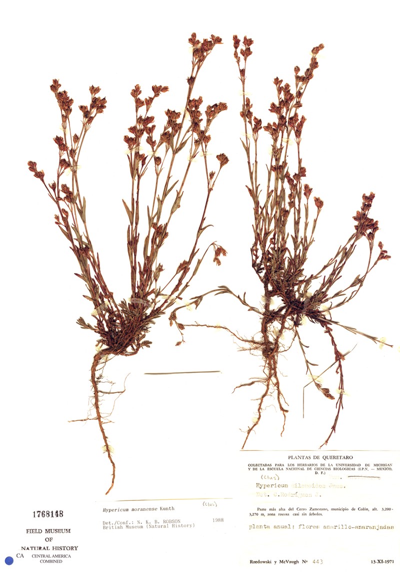 Hypericum moranense photo 5