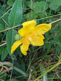 St. Johnswort