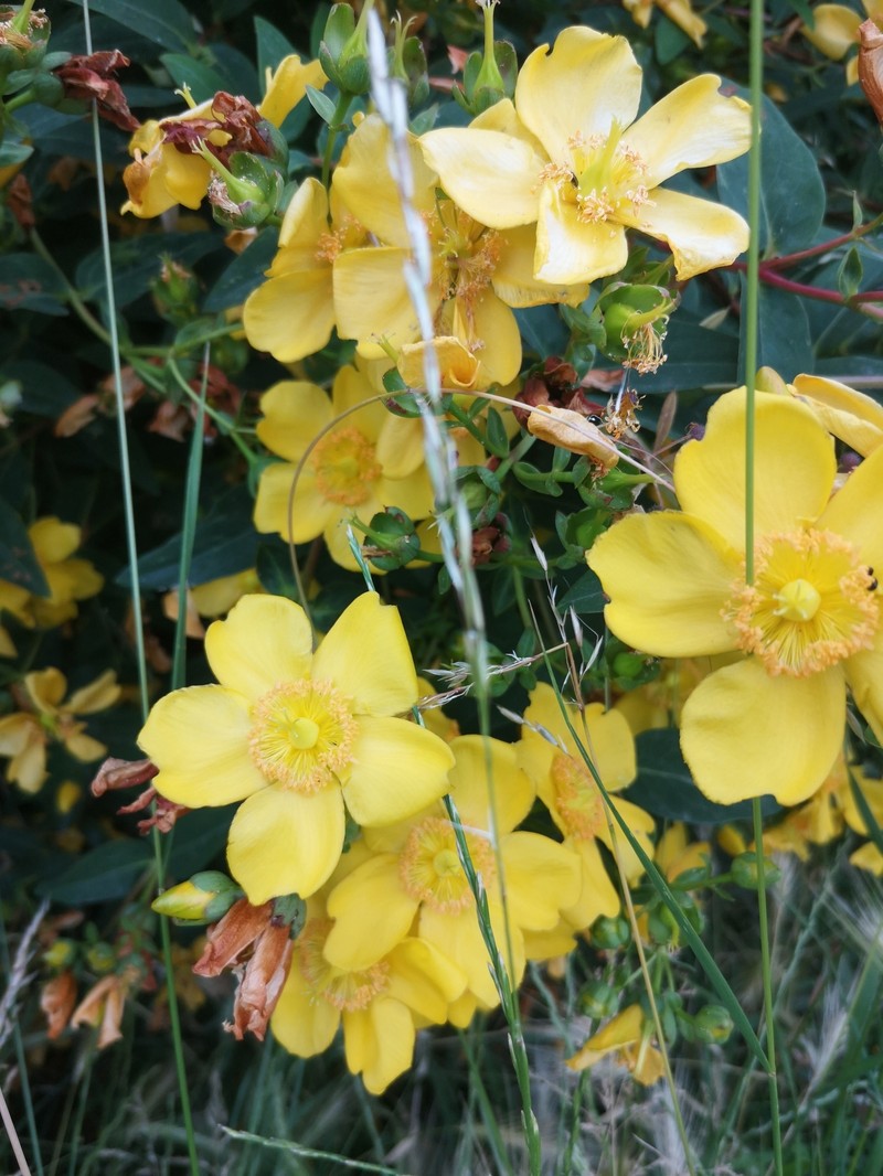 St. Johnswort photo 2