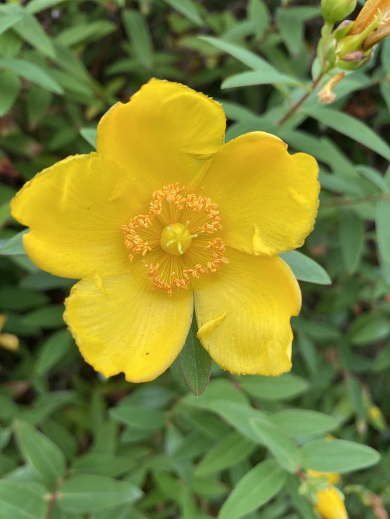 St. Johnswort photo 3