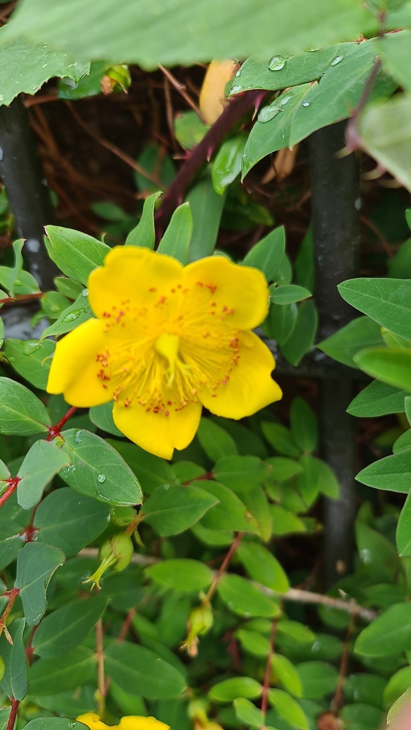 St. Johnswort photo 4