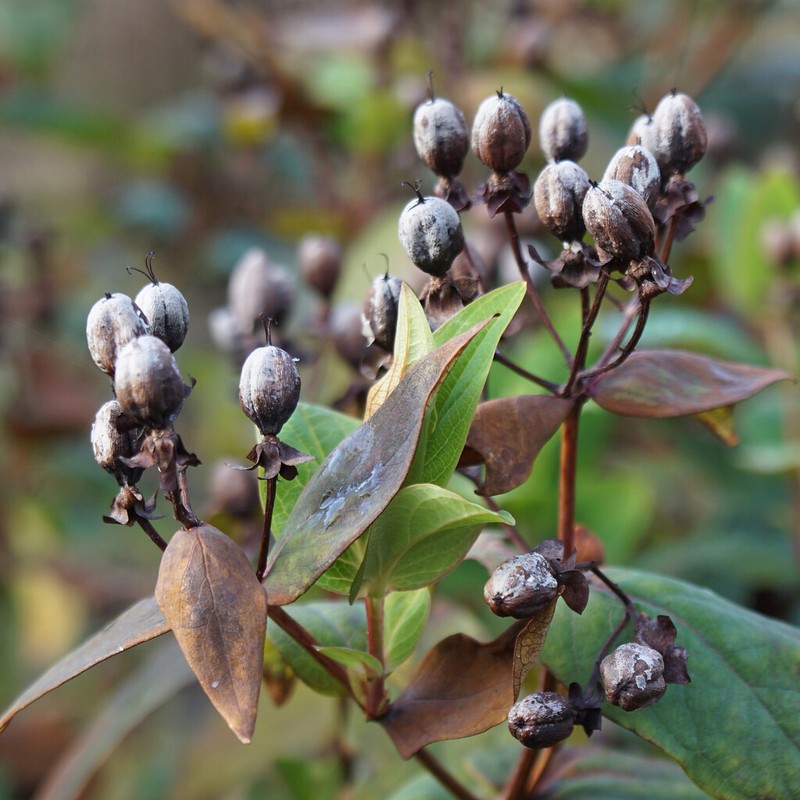 St. Johnswort photo 5