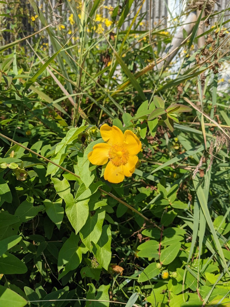 St. Johnswort photo 6