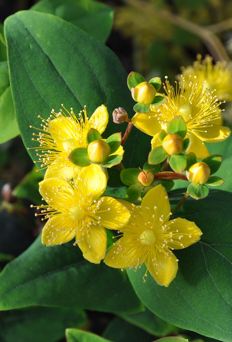 St. Johnswort photo 8