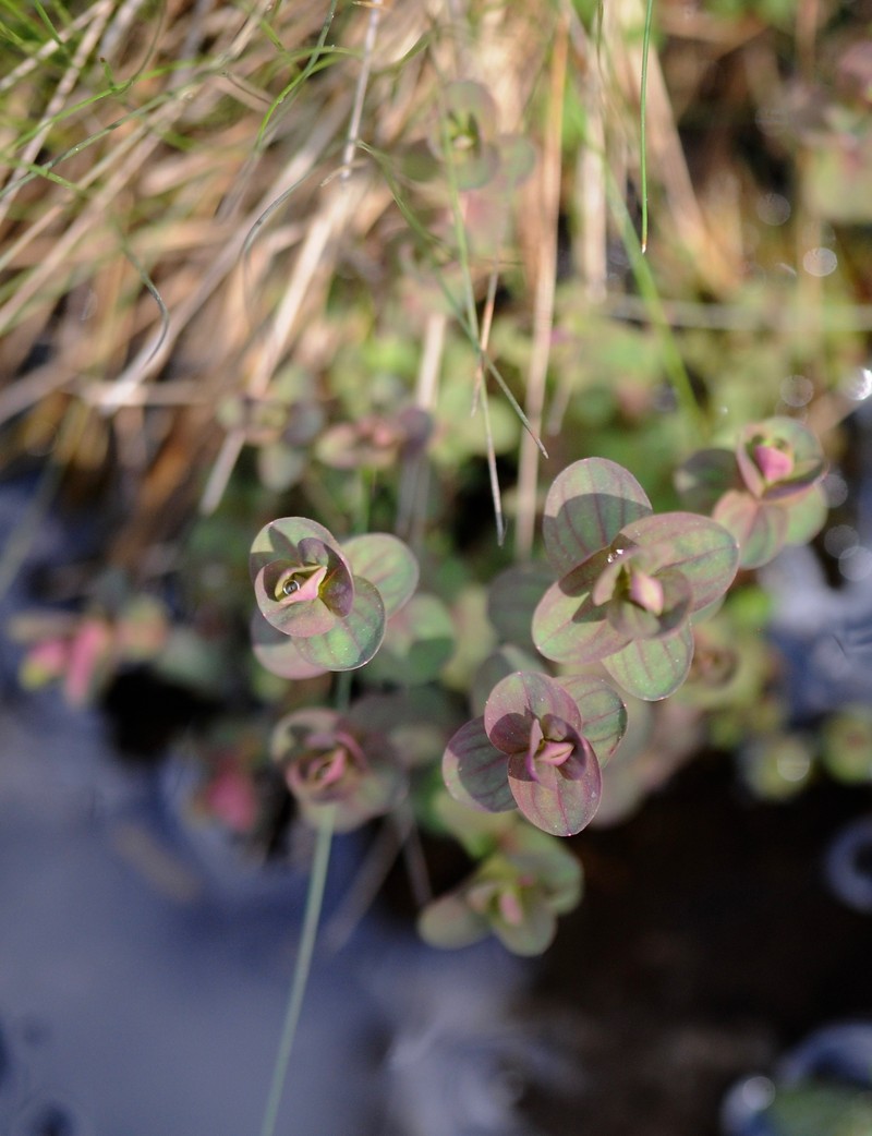 Dwarf St. Johnswort photo 2