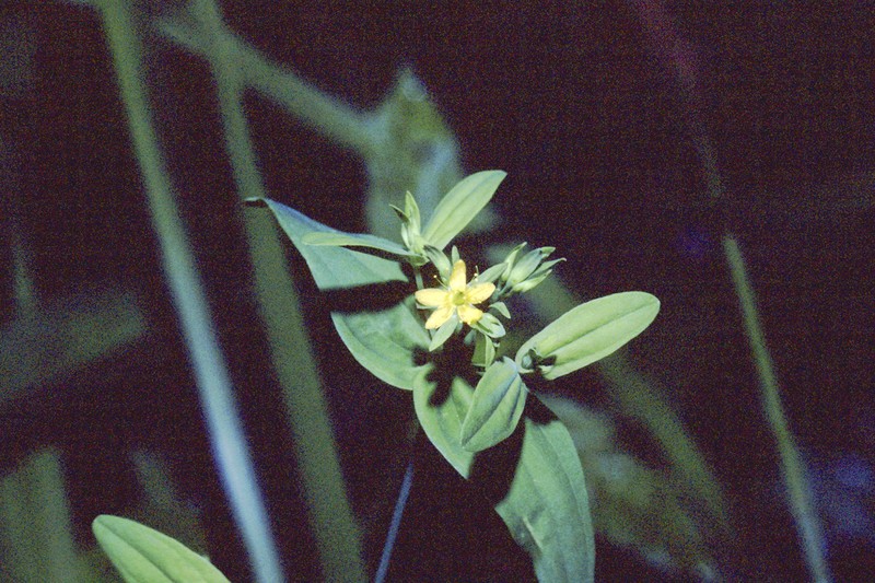 Dwarf St. Johnswort photo 3
