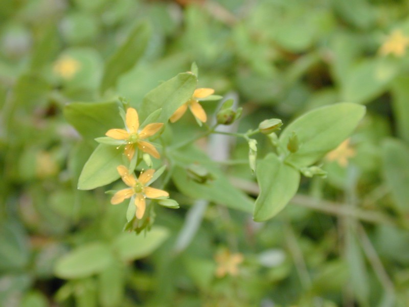 Dwarf St. Johnswort photo 4