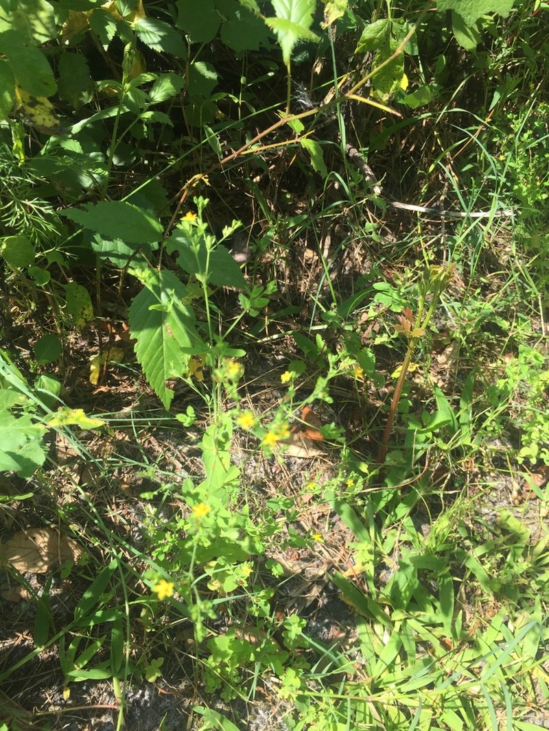 Dwarf St. Johnswort photo 2