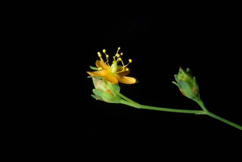 Dwarf St. Johnswort photo 3