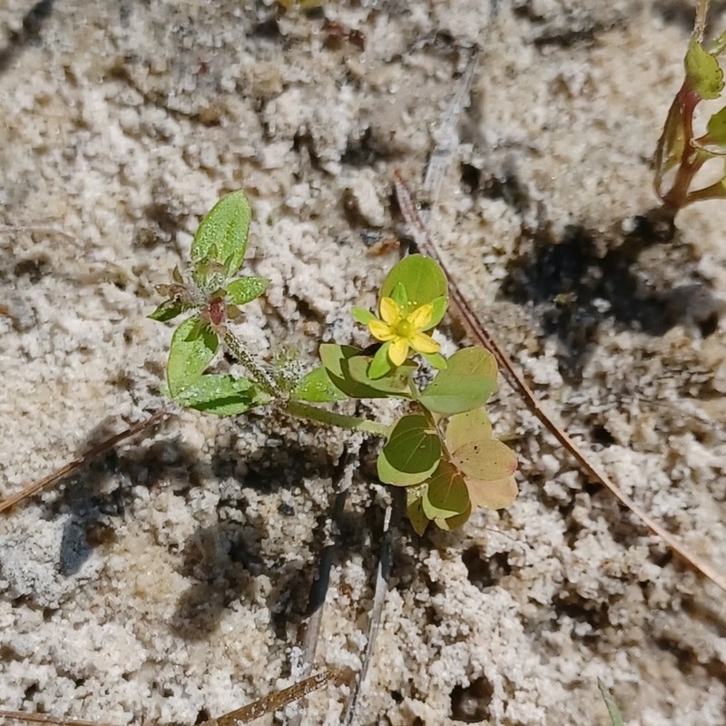 Dwarf St. Johnswort photo 4