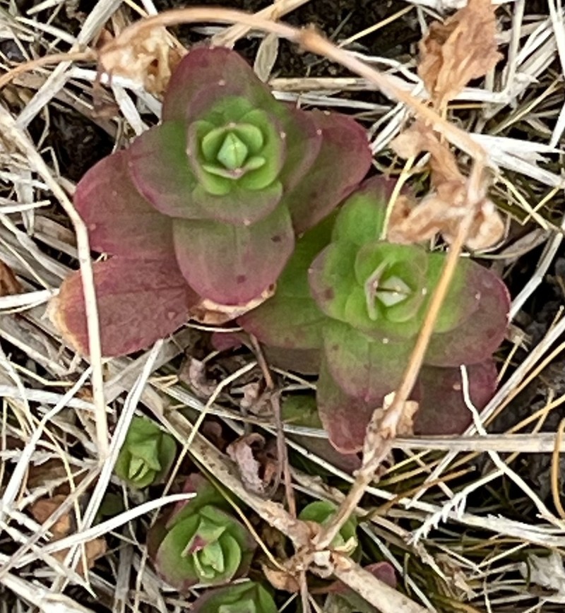 Dwarf St. Johnswort photo 5
