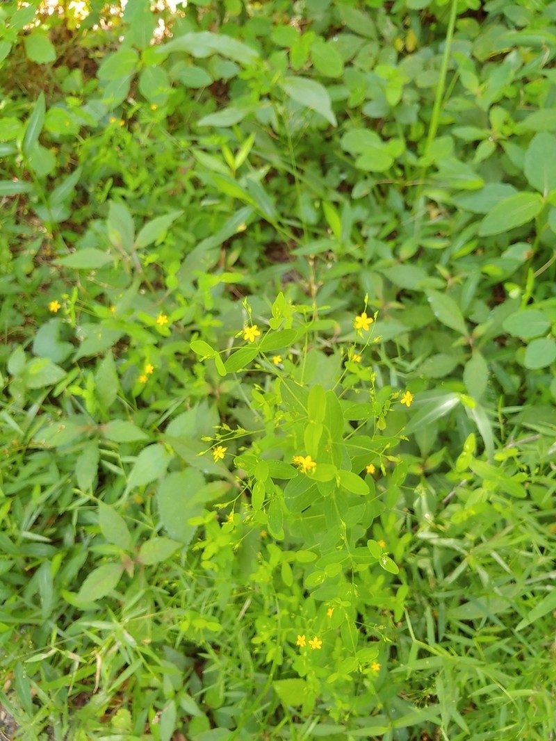Dwarf St. Johnswort photo 6