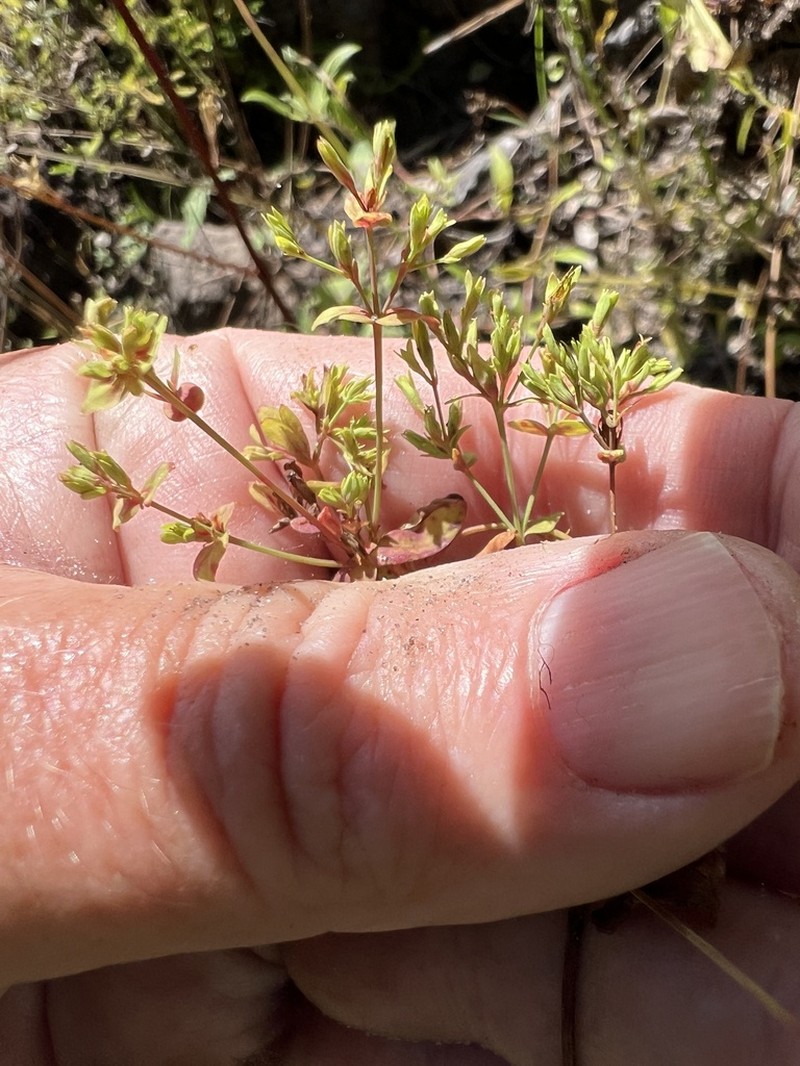 Dwarf St. Johnswort photo 7