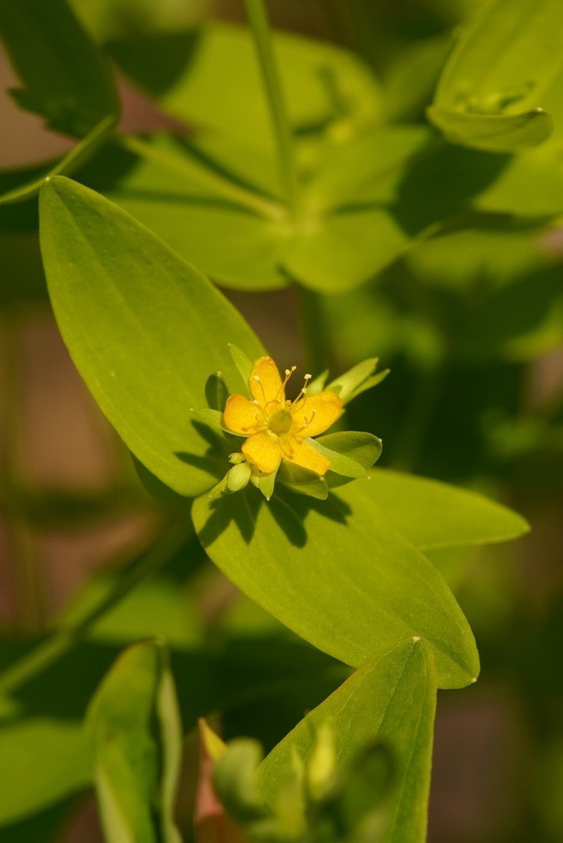 Dwarf St. Johnswort photo 8