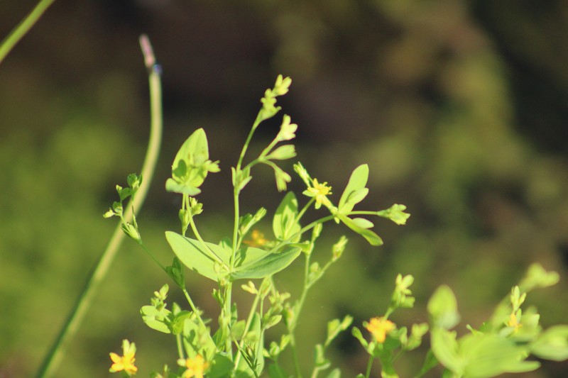 Hypericum mutilum subsp. latisepalum