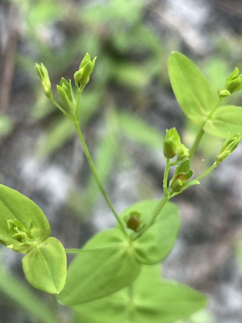 Hypericum mutilum subsp. latisepalum photo 3
