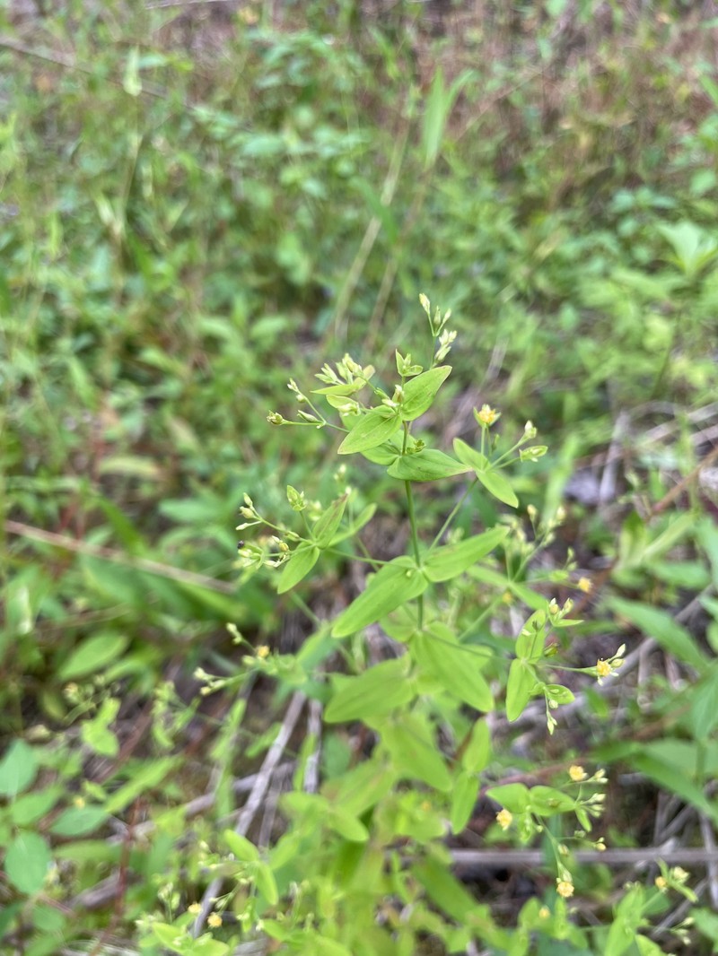 Hypericum mutilum subsp. latisepalum photo 4
