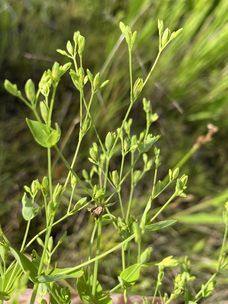 Hypericum mutilum subsp. latisepalum photo 5