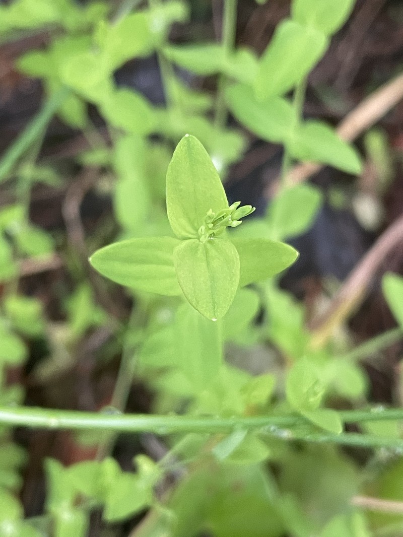 Hypericum mutilum subsp. mutilum