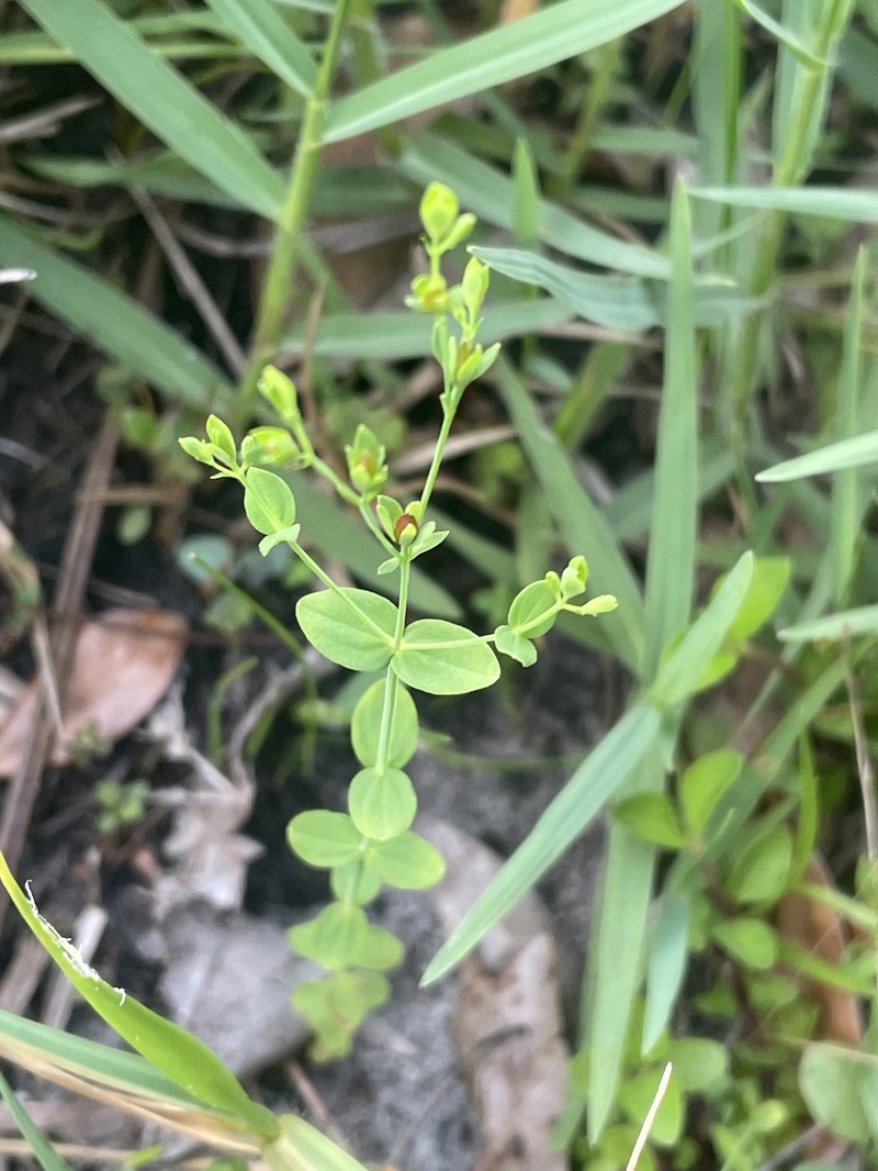 Hypericum mutilum subsp. mutilum photo 2