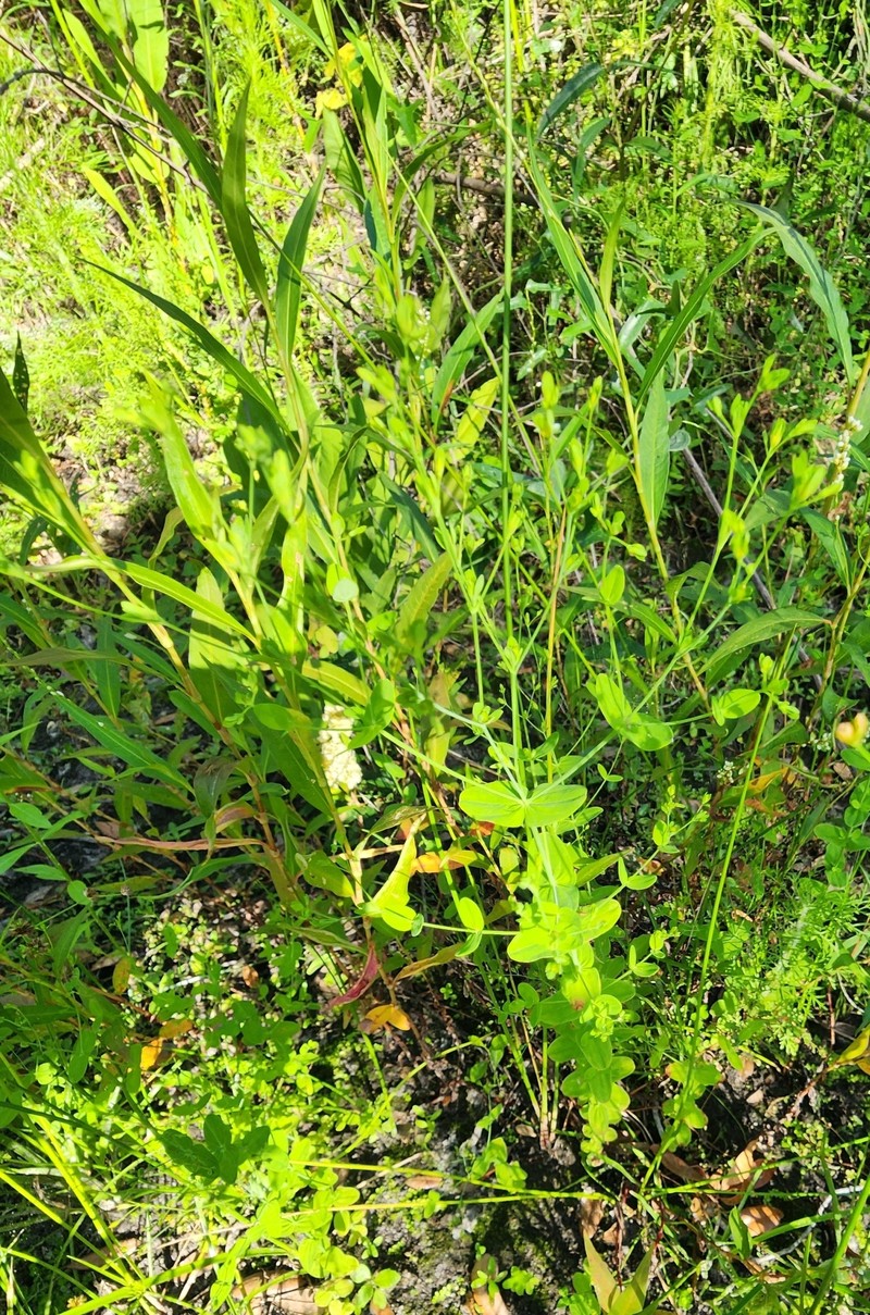 Hypericum mutilum subsp. mutilum photo 3
