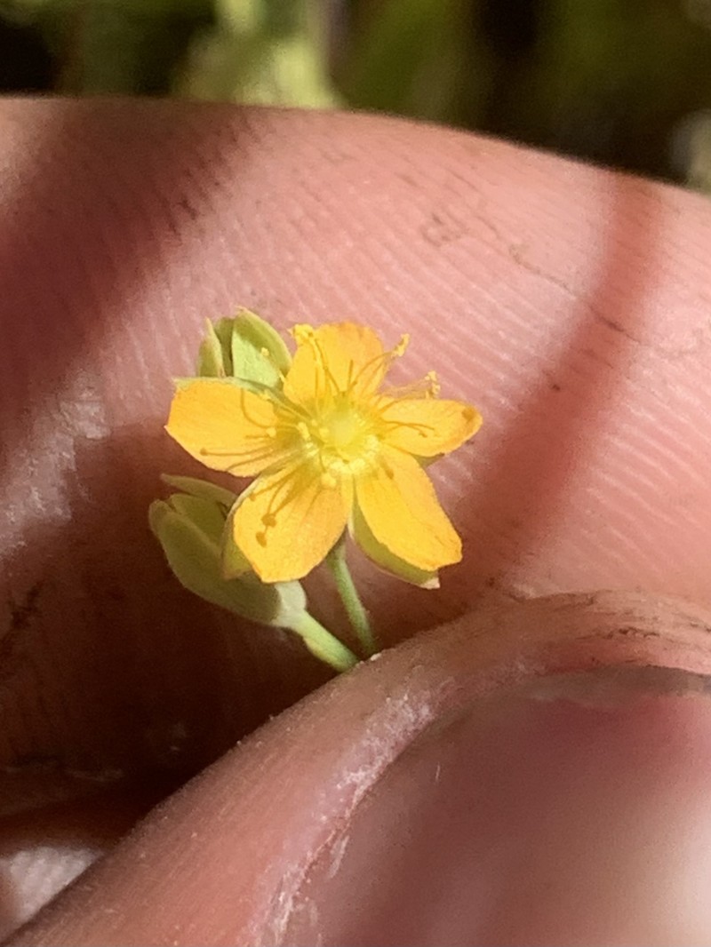 Hypericum mutilum subsp. mutilum photo 4