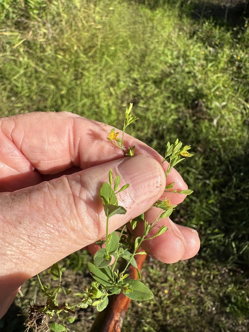 Hypericum mutilum subsp. mutilum photo 5