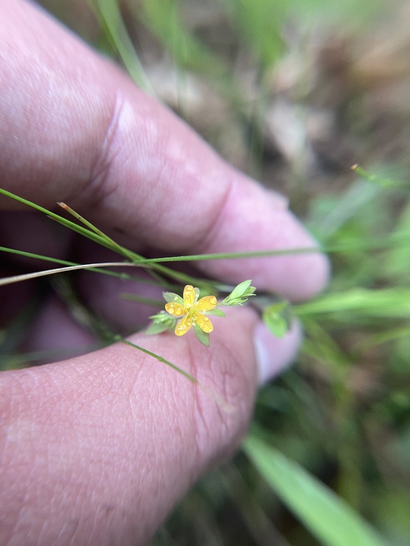 Hypericum mutilum subsp. mutilum photo 6