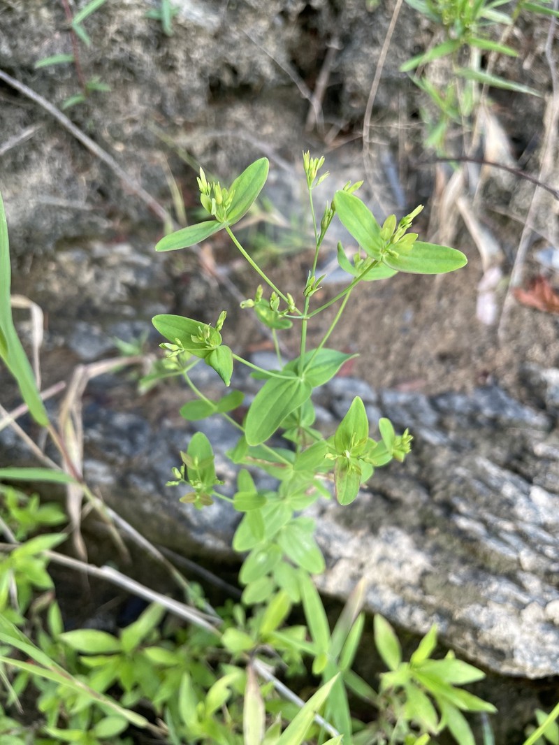 Hypericum mutilum subsp. mutilum photo 7