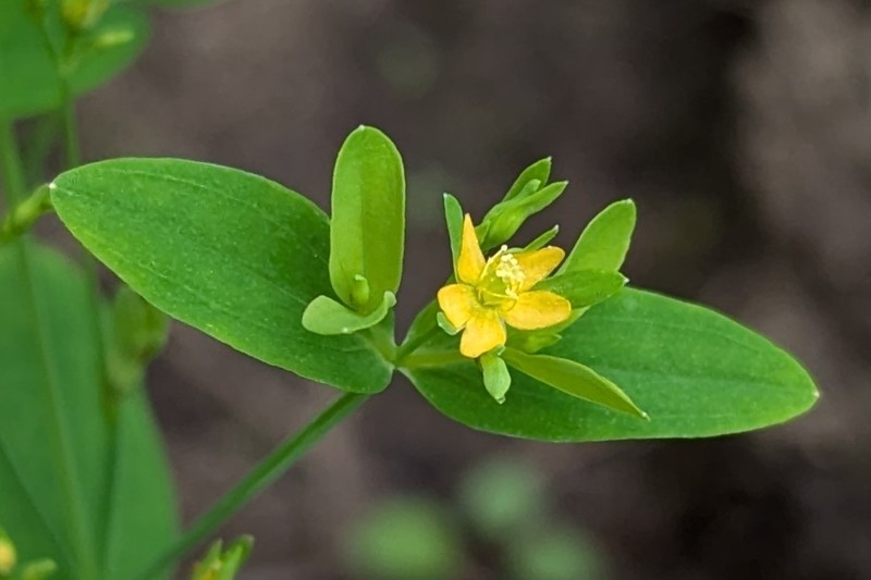 Hypericum mutilum subsp. mutilum photo 8