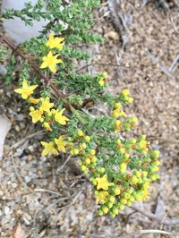 Hypericum myrianthum