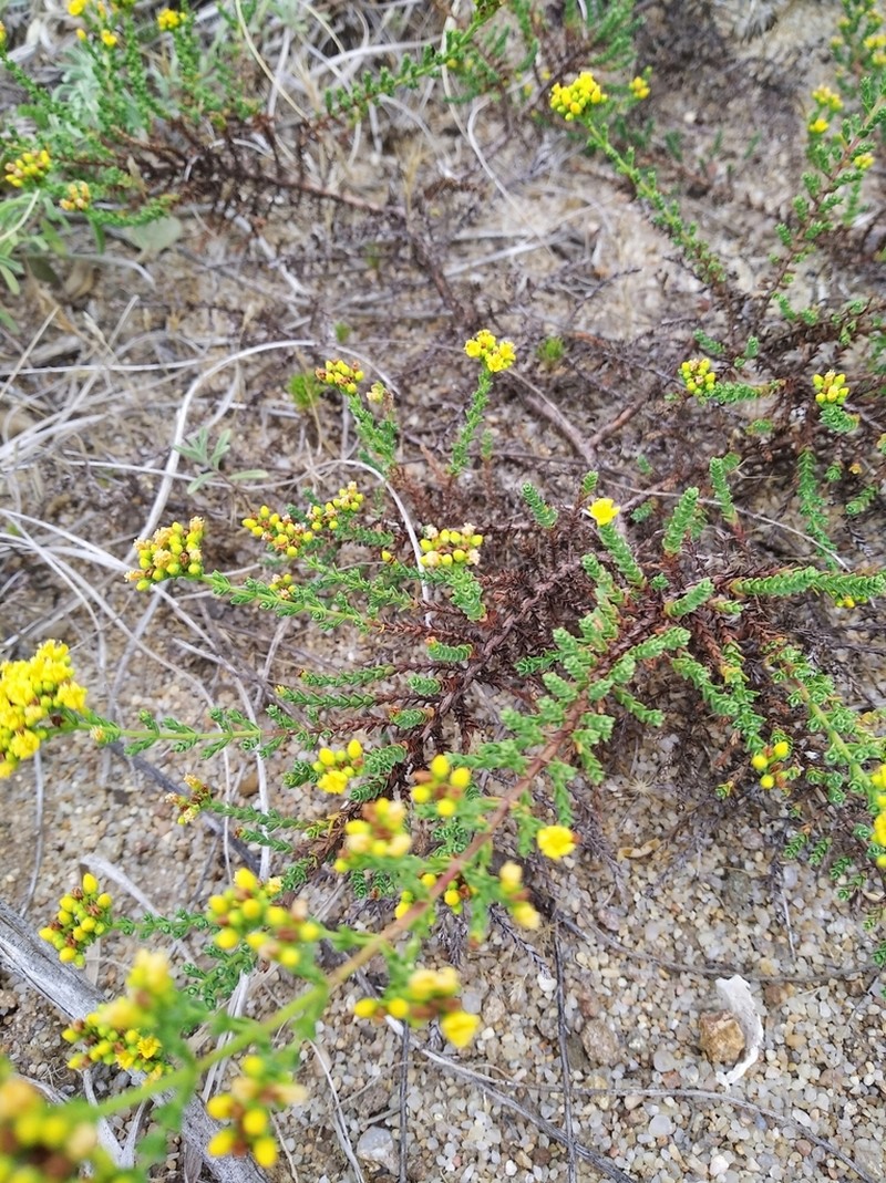 Hypericum myrianthum photo 2