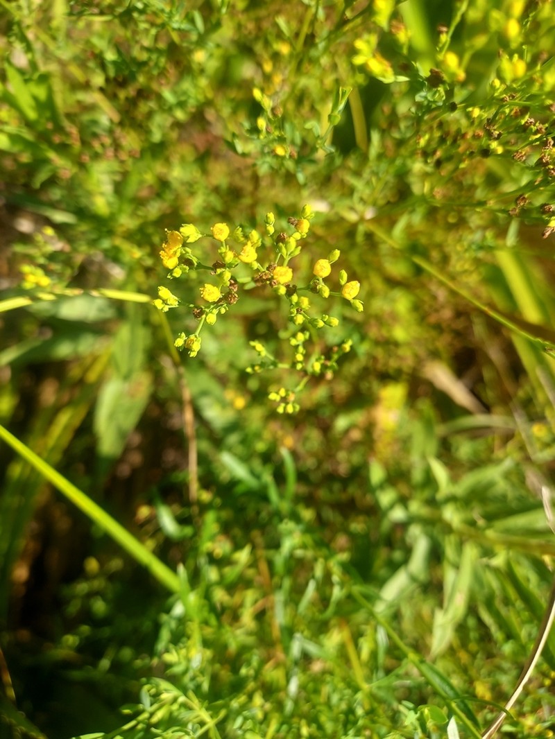 Hypericum myrianthum photo 3