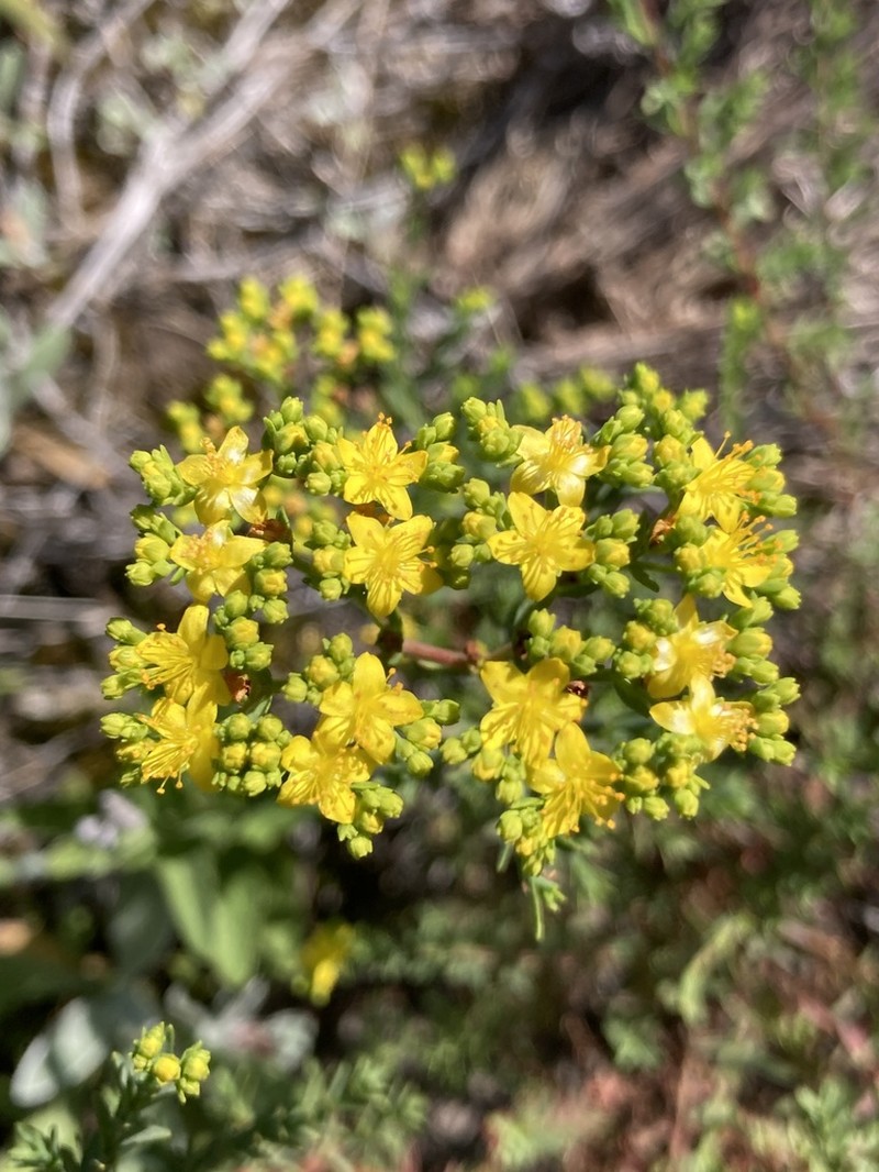 Hypericum myrianthum photo 4