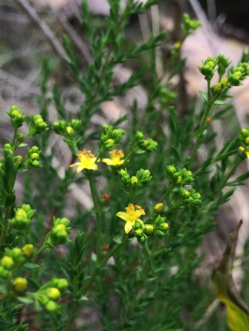 Hypericum myrianthum photo 5
