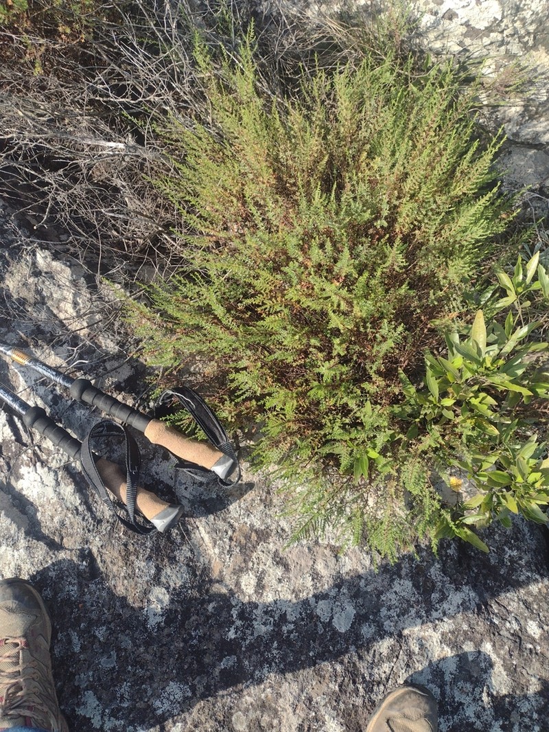 Hypericum myrianthum photo 6