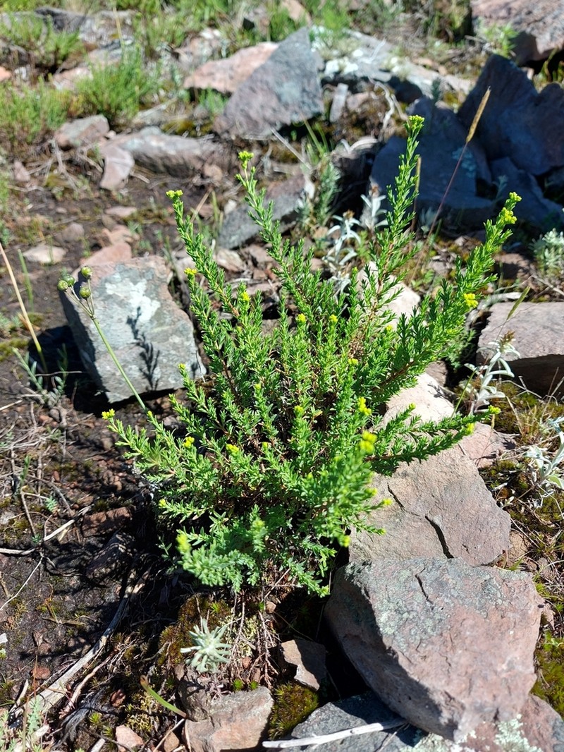 Hypericum myrianthum photo 7