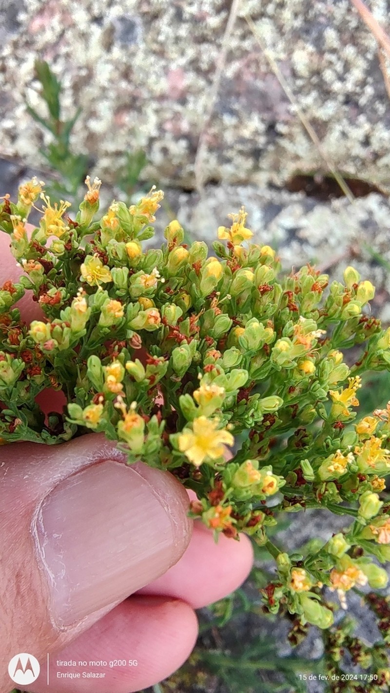 Hypericum myrianthum photo 8