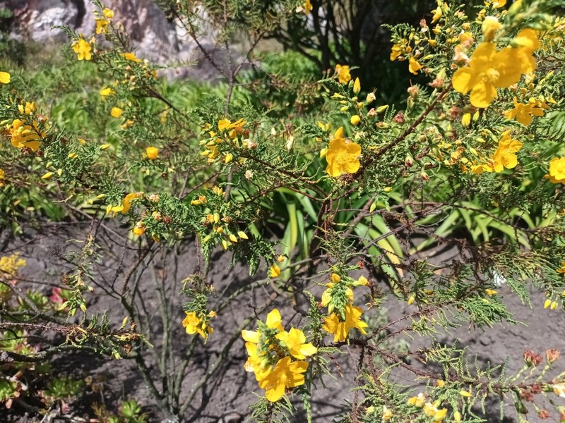 Hypericum myricariifolium