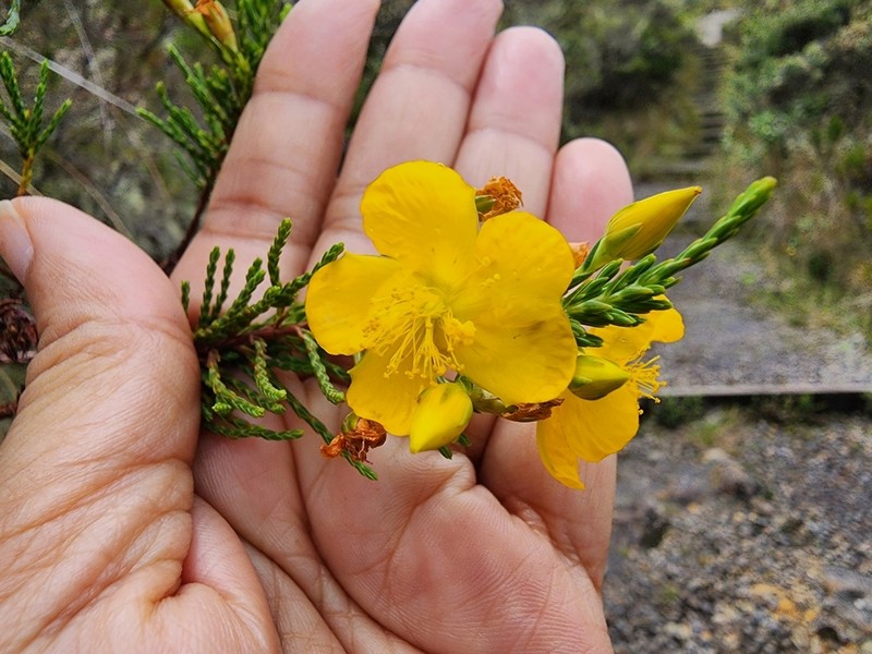Hypericum myricariifolium photo 2