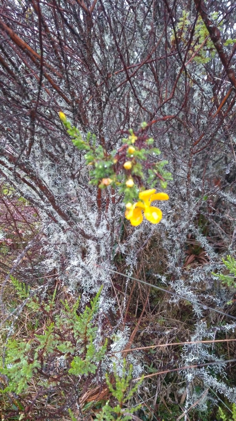 Hypericum myricariifolium photo 3