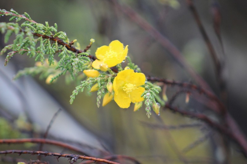 Hypericum myricariifolium photo 4