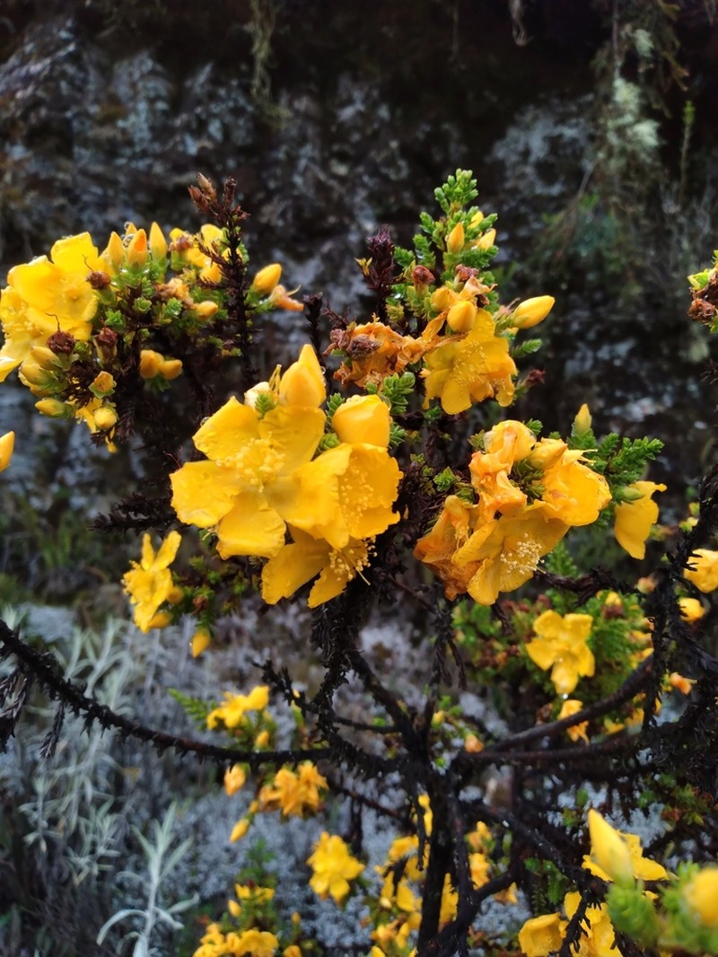 Hypericum myricariifolium photo 5