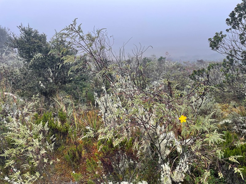 Hypericum myricariifolium photo 6