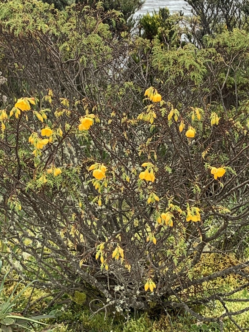 Hypericum myricariifolium photo 7