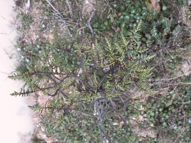Hypericum myricariifolium photo 8